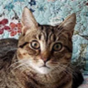 Meet your Posher, Mummumstiger